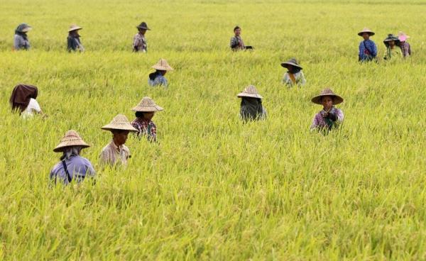 Burmese farm workers harvest rice in a paddy field on the outskirts of Naypyitaw, Myanmar. Photo: Hein Htet/EPA