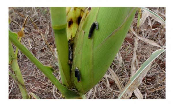 ဖယ်ခုံမြို့နယ်ရှိ ပြောင်းစိုက်ခင်းတွင်ကျရောက်နေသော ငမြောင်တောင်ပိုးများ(ဓါတ်ပုံ-နော်ဒွေးအယ်ခူ)