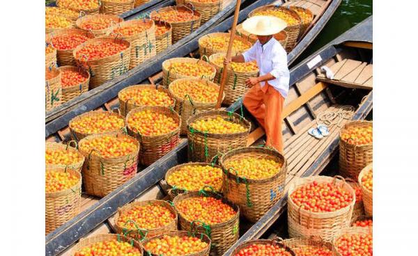 Tomato in Inlay Lake by Myanmar Tourism 1Tomato in Inlay Lake by Myanmar Tourism 1