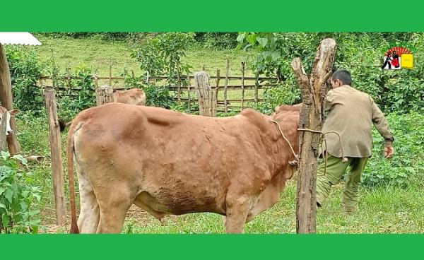 နွားများ အရေပြား ရောဂါဖြစ်ပွား