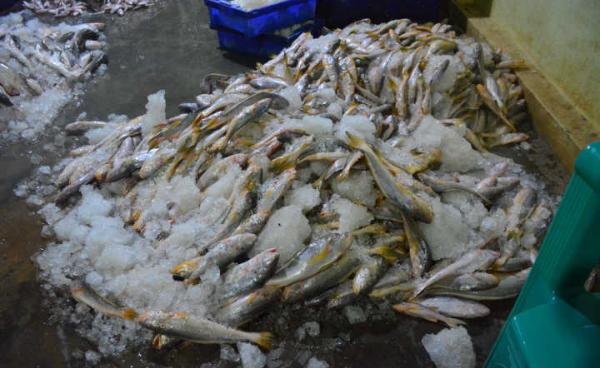 ပိုင်ရှင်မဲ့ ဖမ်းဆီးရမိသော ငါးများ(MNA)