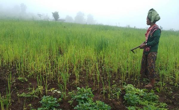 မိုးများနေသော ဒီးမော့ဆိုမြို့နယ် ဒေါပဲ့တူကျေးရွာရှိ စိုက်ခင်းတစ်ခုကိုတွေ့ရစဉ်(ဓါတ်ပုံ-ခူးစိုးရယ်ဦး)