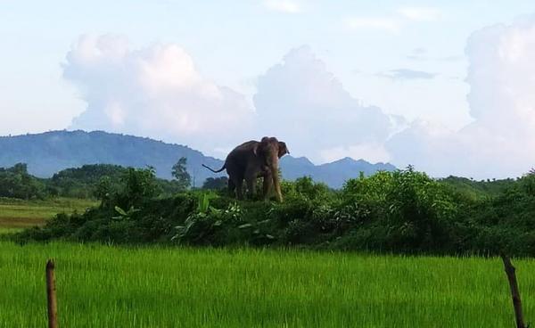 မောင်တောမြို့နယ်တွင် သွားလာနေသည့် တောဆင်ရိုင်းတစ်ကောင်ကို တွေ့ရစဉ်။
