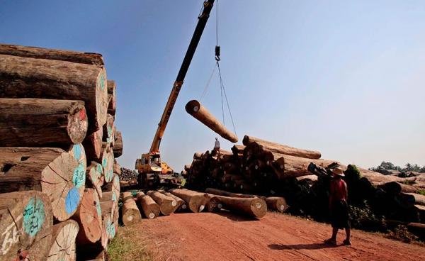 Workers lift teak logs with a crane at a timber area on the outskirts of Yangon. Photo: Nyein Chan Naing/EPA