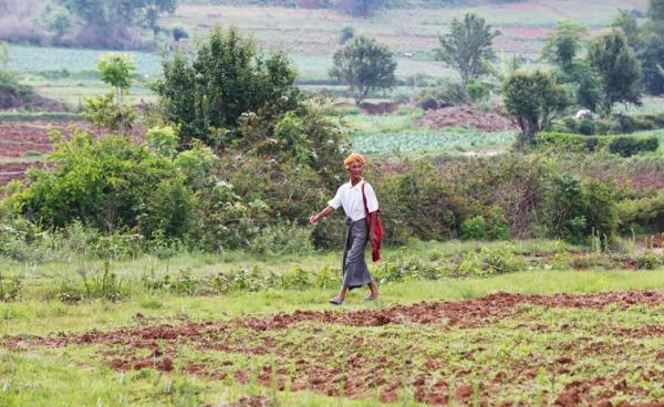 A Myanmar ginger farmer walks through a ginger field on the outskirts of Aung Pan, Shan State, in Myanmar, 19 May 2017. Photo: Hein Htet/EPA-EFE