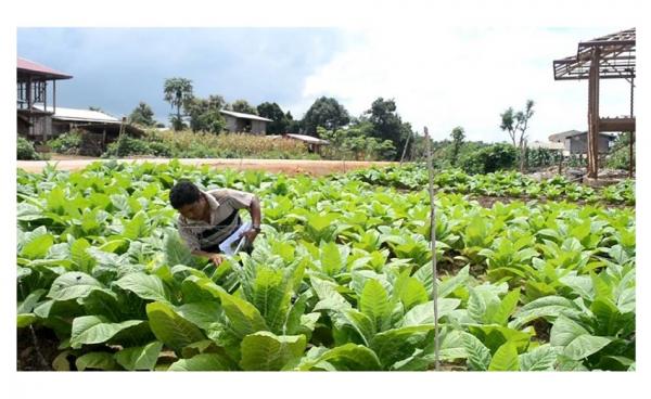 ဖယ်ခုံမြို့ အရှေ့ဘက် ကျေးရွာတစ်ခုရှိ ဆေးရွက်ကြီးပင်စိုက်ခင်း(ဓါတ်ပုံ-ကရင်နီသူ)