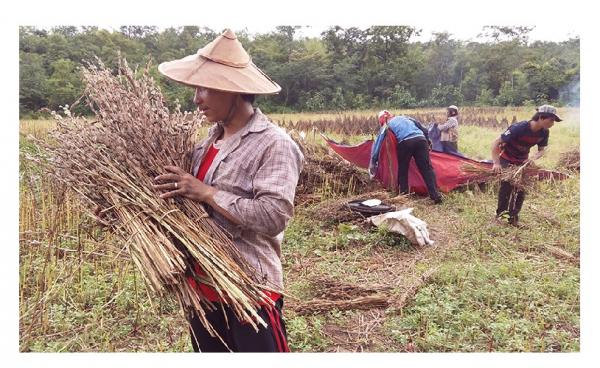 ဘောလခဲမြို့နယ်ရှိ နှမ်းစိုက်တောင်သူများမှ နှမ်းခြွေလှေ့နေစဉ်(ဓါတ်ပုံ-လင်းသန့်)