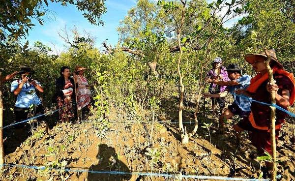 Participants studying mangrove growth areas (Photo: Montree Chantawong)