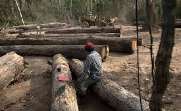  A site for cutting down trees (Photo – Internet)