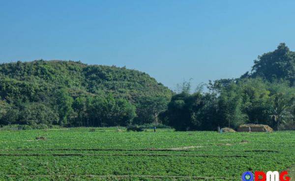 ဘူးသီးတောင်မြို့နယ်မှ စိုက်ခင်းတစ်ခု။