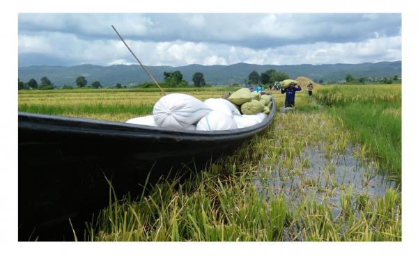 ဖယ်ခုံဒေသတွင် ရေနှစ်မြှုပ်နေသော စပါးပင်များကို အချိန်မီအလုအယက်ရိတ်သိမ်းနေရသည်။(ဓါတ်ပုံ-ခူးစိုးရယ်ဦး)