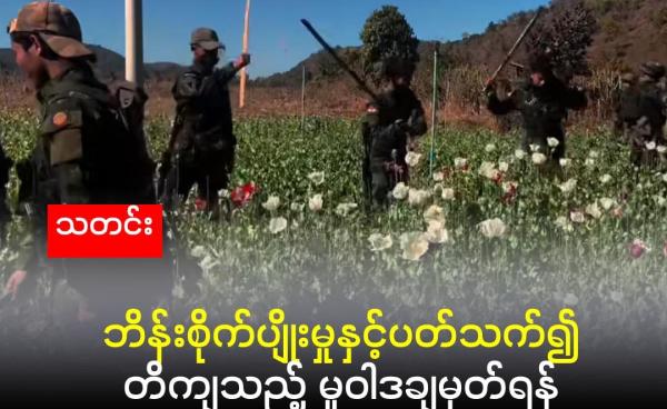 ဒီမောဆိုမြို့ တနေရာရှိ ဘိန်းခင်းကို KNDF တပ်ဖွဲ့ဝင်များ ဖျက်ဆီးနေကြပုံ။ (Moe Nyo Facebook)