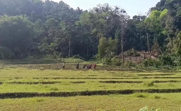 ပြီးခဲ့သည့် ၂၀၂၄ ခုနှစ် မေလပိုင်းက စက်သုံးဆီဝယ်ယူလို့မရဘဲ ပြတ်လပ်ခဲ့ချိန် အချိန်မှီထွန်ယက်ပြီးစီးရန် လူအင်အားသုံးထွန်ယက်ခဲ့ရစဉ်။