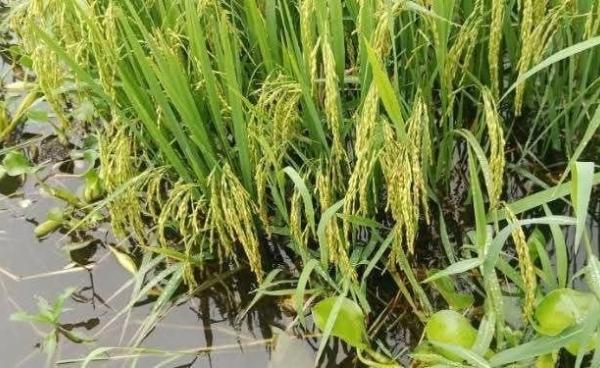 ညောင်ရွှေမြို့နယ်ရှိန စပါးခင်းများ ရေမြှုပ်နေသည့်အခြေအနေ။