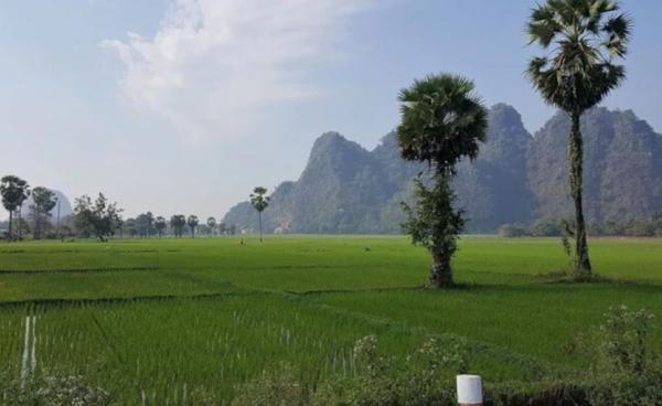 မွန်ပြည်နယ်အတွင်းရှိ စပါးစိုက်ခင်းတနေရာ