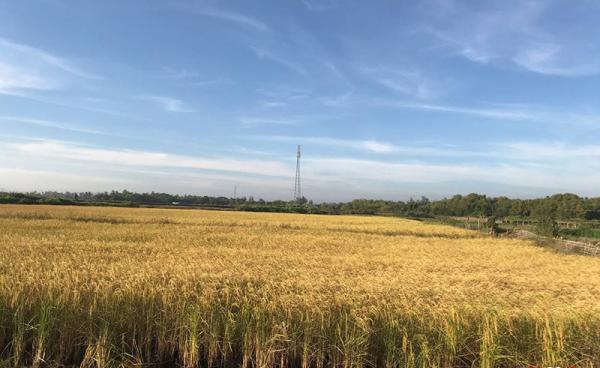 စစ်တွေ၊ အောင်တိုင်ကျေးရွာမှ လယ်ကွင်းများကို တွေ့ရစဉ်။