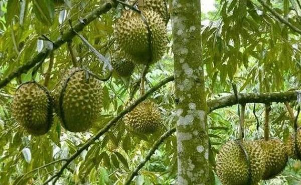 Durians from Mon State (Farmer)