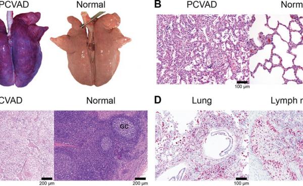 Porcine Circovirus Type-2 (PCV-2)
