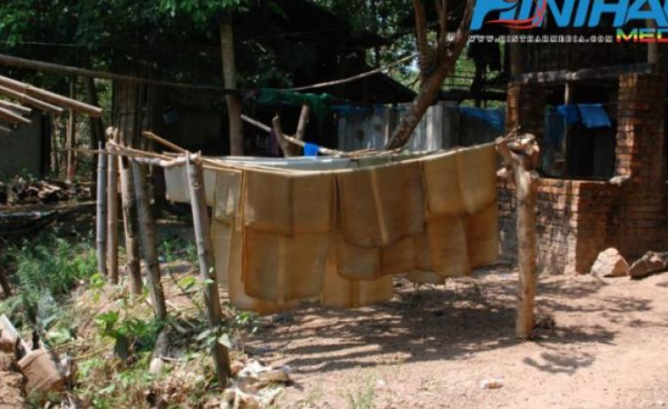 Although rubbers produced from the Mon State are mostly exported to China, prices are falling due to low quality 