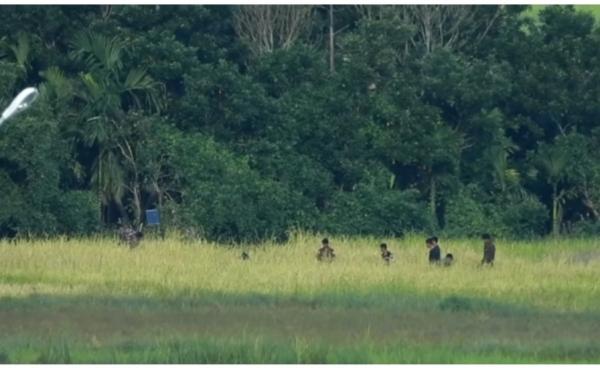 Photo- APM/ စစ်သားများ စပါးစိုက်ခင်းကို ဝင်ရောက်ရိတ်သိမ်းနေသည်ကို တွေ့ရစဉ်