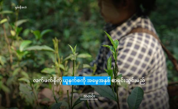 ရှမ်းနီဒေသမှ လက်ဖက်လုပ်ငန်းများကို တွေ့ရစဉ်/ ShanNi Voice