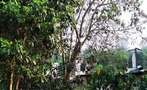 စစ်ကောင်စီမှ ရွာငံမြို့နယ်ရှိ ပြည်သူများနေအမ်ကို မီးရှို့ဖျက်စီးပုံ