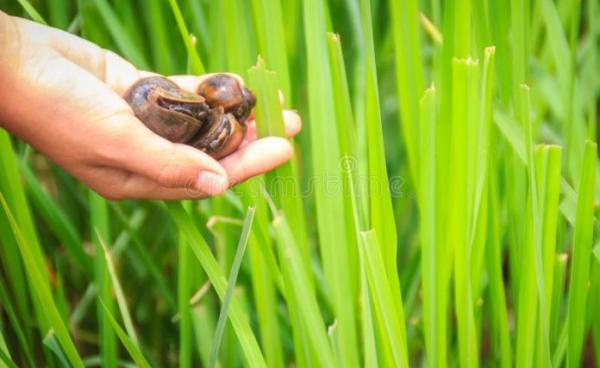 (ဓါတ်ပုံ/Dreamstime)