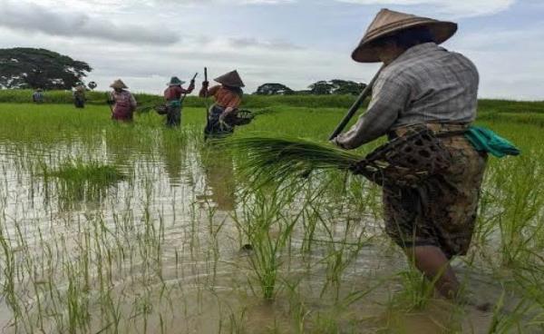 ဓာတ်ပုံ-CJ 