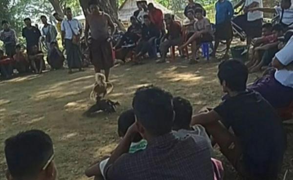 တောင်ကုတ်မြို့နယ် ကျေးရွာတစ်ခုတွင် စစ်ကောင်စီတာဝန်ရှိသူများက လောင်းကြေးယူပြီး  ပြုလုပ်နေသည့်ကြက်ဝိုင်း