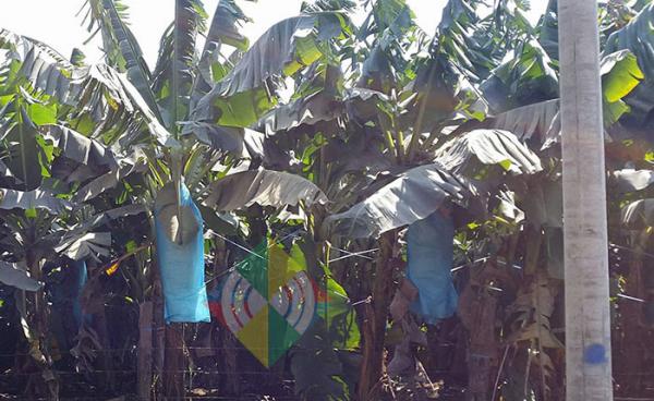 Chinese tissue culture banana plantation in Gwi Htu, Waingmaw Township, Kachin State