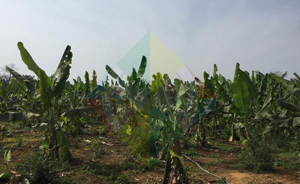 Photo of Feb. 16, 2019 shows Chinese tissue culture bananas in Aung May Thit village, Waingmaw township, Kachin State