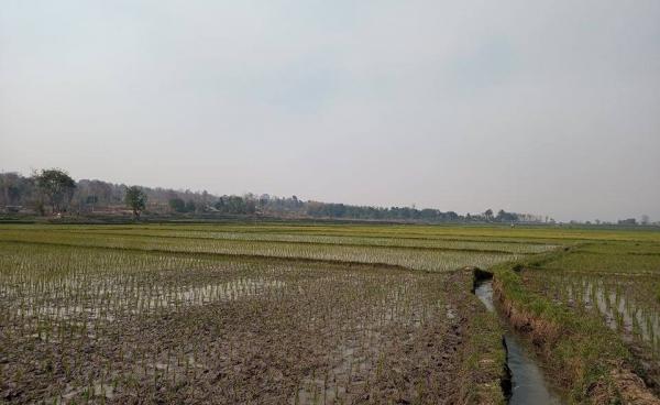 မိုးဗြဲအနီးရှိ နွေစပါးစိုက်ခင်းတစ်ခုကို မြင်တွေ့ရစဉ် ပုံ… KT