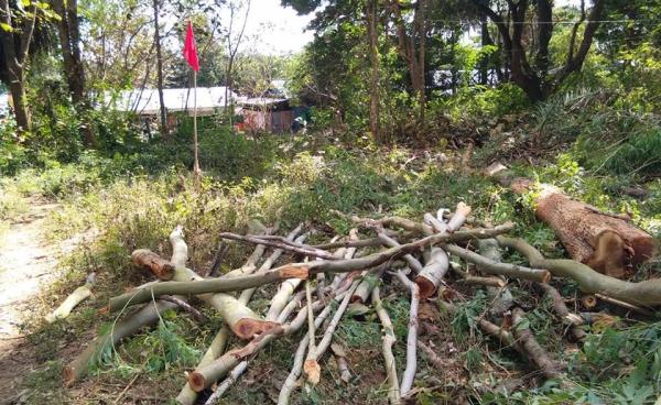 ခုတ်ထွင်ပြီးသား သစ်ပုံများကို တွေ့ရစဉ် ပုံ…နော်ဒွေးအယ်ခူ