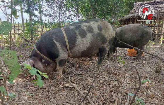 ဓာတ်ပုံ - (ရခိုင်ပြည်ရှိ မြို့နယ်တစ်ခုတွင် မွေးမြူထားသည့် ဝက်များကို တွေ့ရစဉ် / DMG)