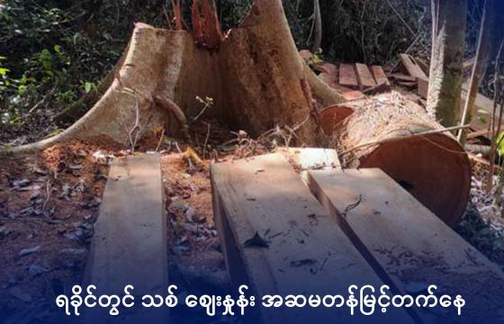 ရခိုင်ပြည်၊ ဂွမြို့နယ်အတွင်း တရားမဝင်ခုတ်လှဲထားသော သစ်ပင်တချို့ကို ၂၀၂၂ ခုနှစ် မေလအတွင်းက တွေ့ရစဉ်။