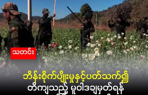 ဒီမောဆိုမြို့ တနေရာရှိ ဘိန်းခင်းကို KNDF တပ်ဖွဲ့ဝင်များ ဖျက်ဆီးနေကြပုံ။ (Moe Nyo Facebook)