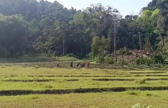 ပြီးခဲ့သည့် ၂၀၂၄ ခုနှစ် မေလပိုင်းက စက်သုံးဆီဝယ်ယူလို့မရဘဲ ပြတ်လပ်ခဲ့ချိန် အချိန်မှီထွန်ယက်ပြီးစီးရန် လူအင်အားသုံးထွန်ယက်ခဲ့ရစဉ်။