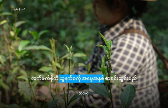 ရှမ်းနီဒေသမှ လက်ဖက်လုပ်ငန်းများကို တွေ့ရစဉ်/ ShanNi Voice