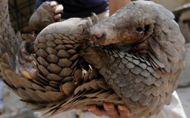 A Cambodian animal keeper carries a male pangolin at Phnom Tamao Wildlife Rescue Center in Takeo province, Cambodia. Photo: EPA
