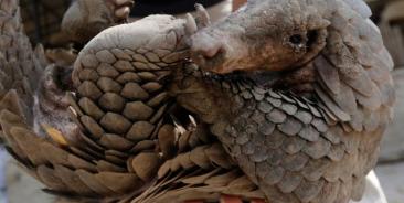 A Cambodian animal keeper carries a male pangolin at Phnom Tamao Wildlife Rescue Center in Takeo province, Cambodia. Photo: EPA